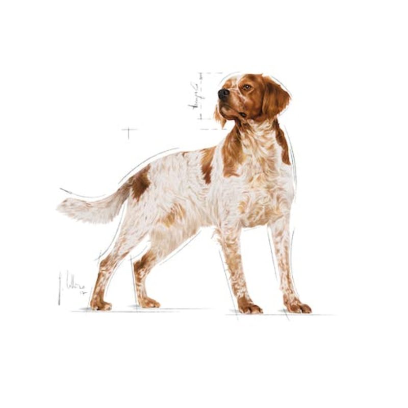 15 Kg Royal Canin Medium Adult pienso para perros
