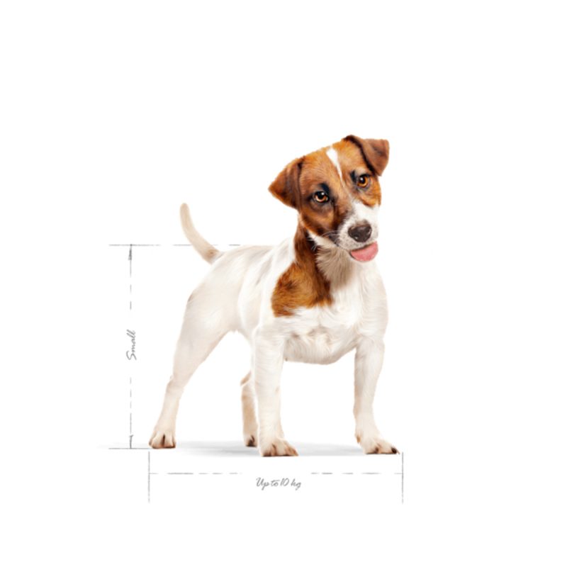 2 Kg Royal Canin Mini Adult