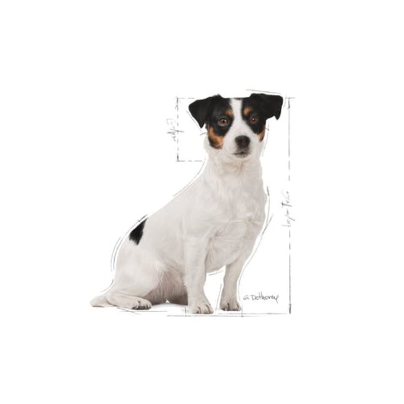 2 Kg Royal Canin Mini Adult 8+