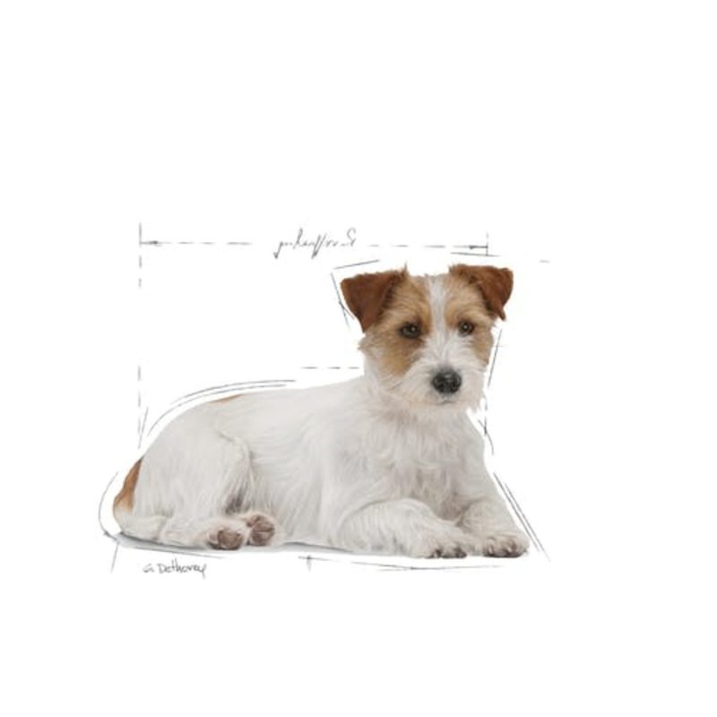 3,5 kg Royal Canin Mini Ageing 12+