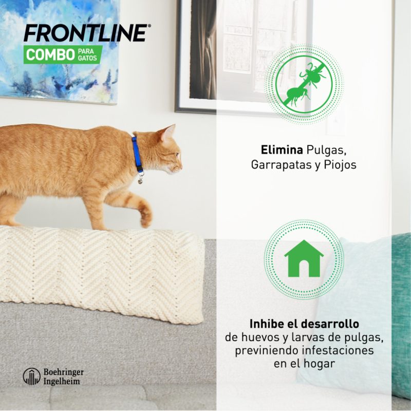 Frontline Combo Gatos 6 Pipetas