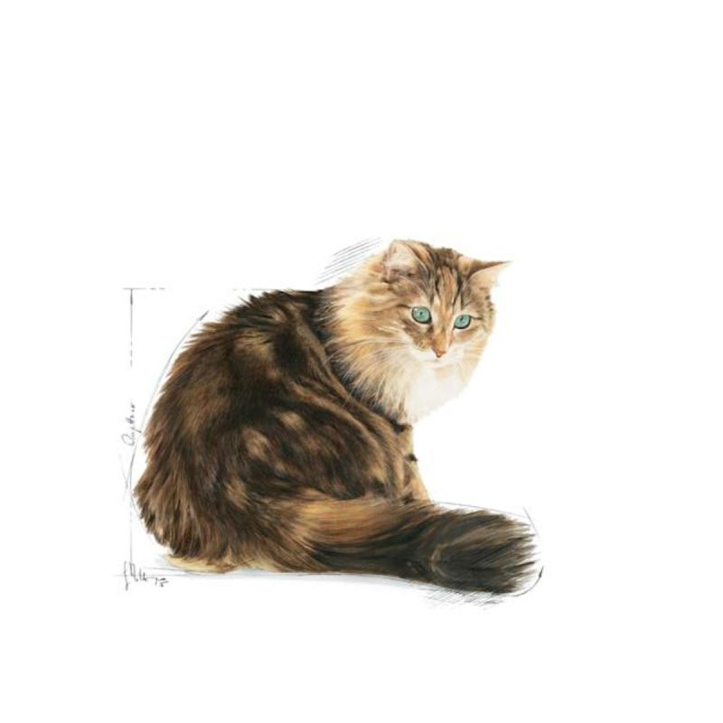 Royal Canin Ageing +12, 4 kg