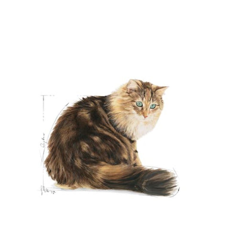 Royal Canin Ageing +12 Gravy, 85 Gr