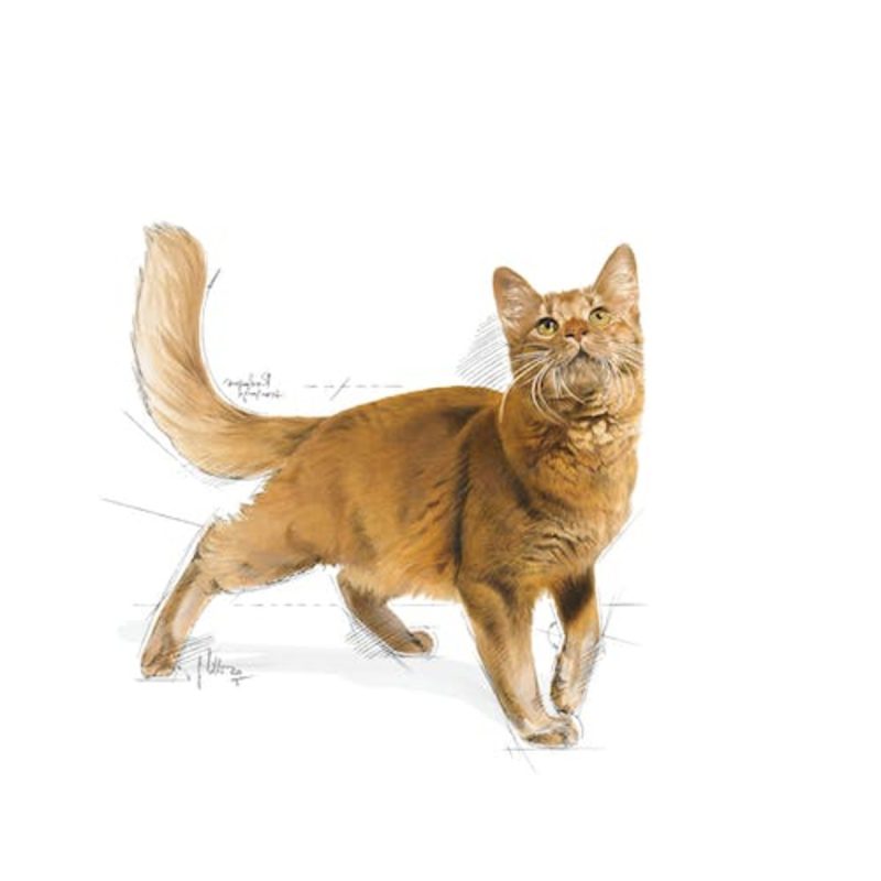 Royal Canin Fit 32, 2 kg