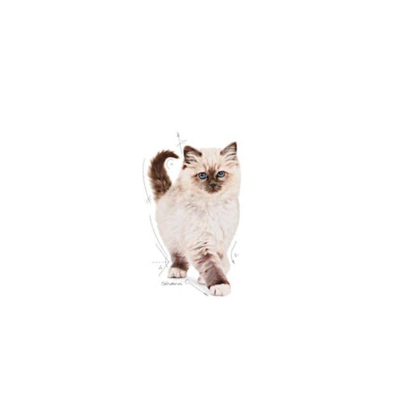 Royal Canin Kitten, 10 kg