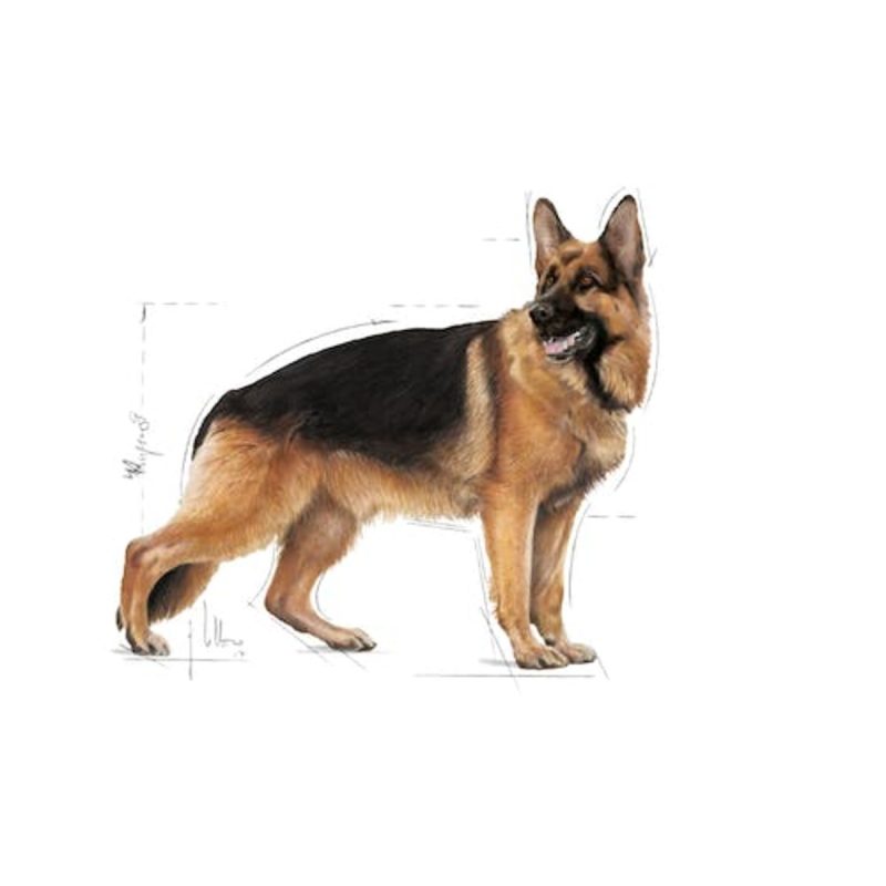 Royal Canin Maxi Adult ,10 kg
