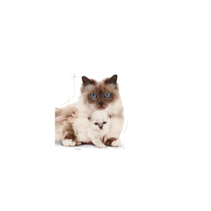 Royal Canin Mother & BabyCat, 4 kg