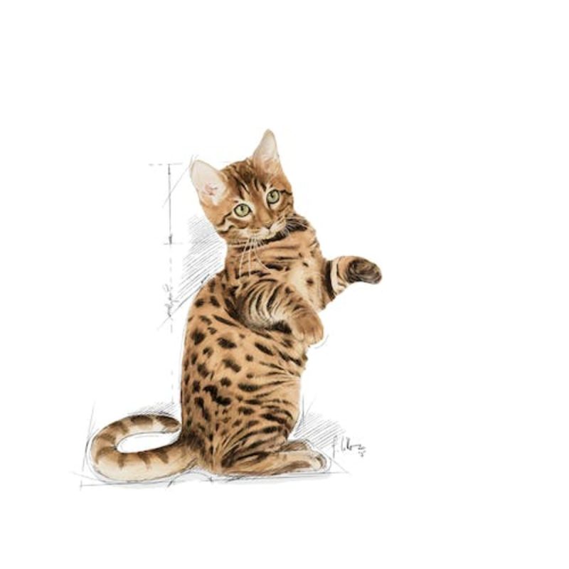 Royal Canin Sterilised Jelly, 85 gr