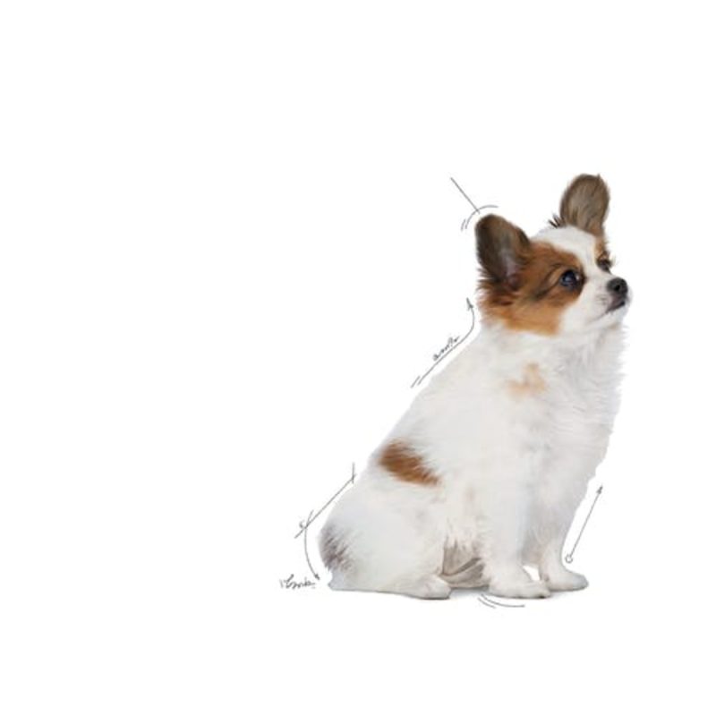 Royal Canin X-Small Puppy, 3kg